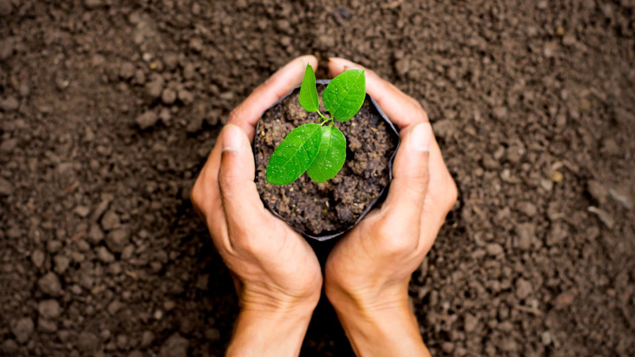 Neste Dia da Árvore, pense em plantar uma você mesma!