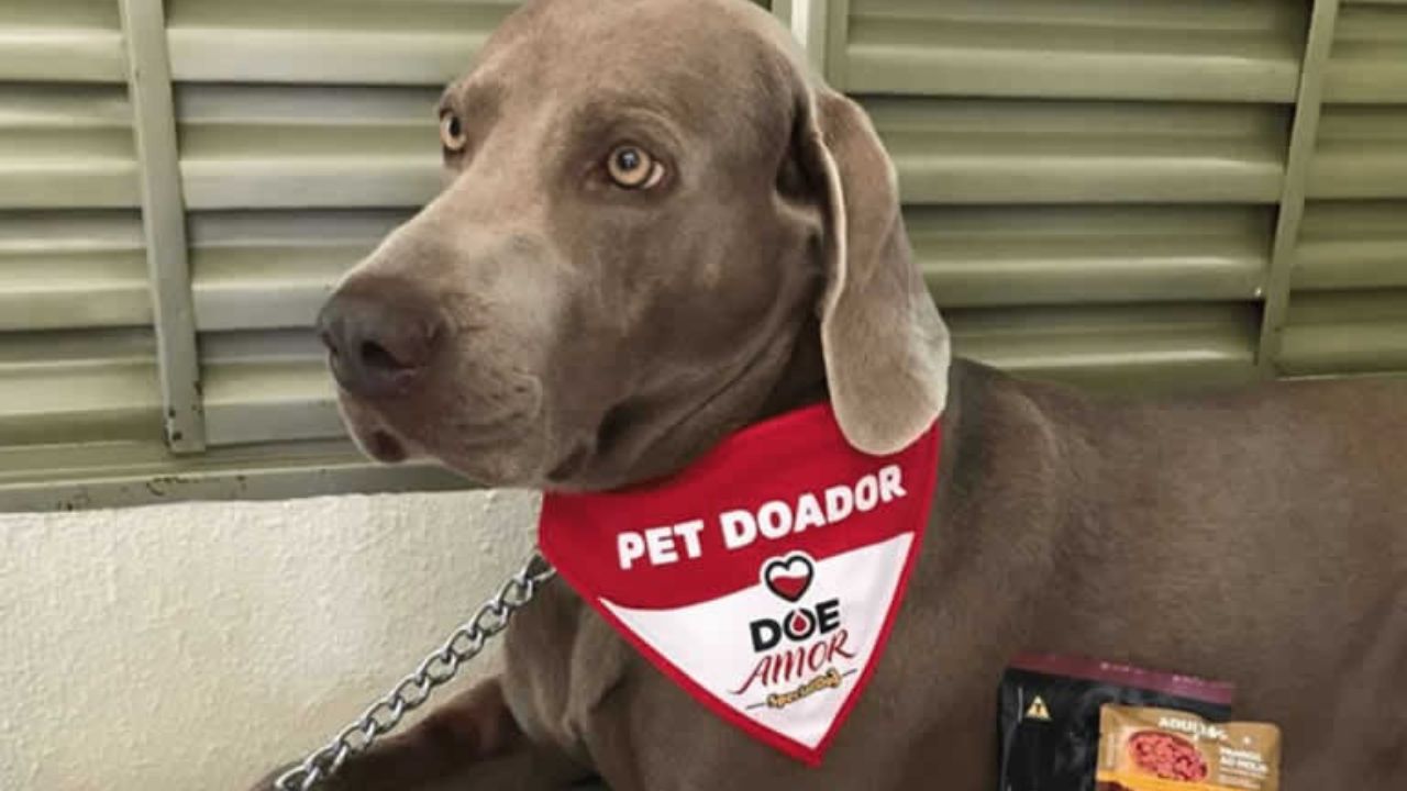 O evento de doação de sangue pet acontece neste final de semana