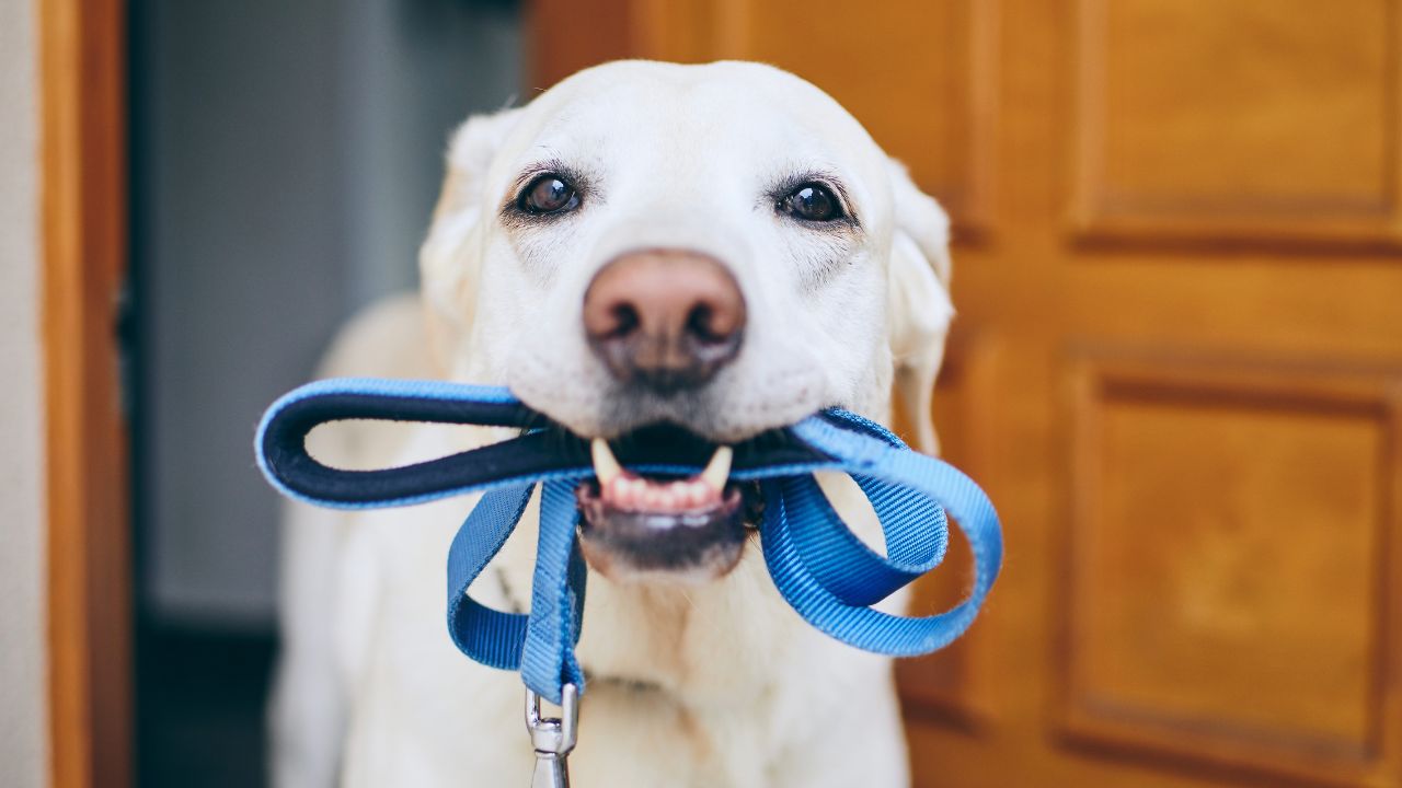 Veja como não cometer erros na hora de passear com o seu amigo de quatro patas