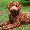 Algumas raças híbridas são tão famosas que têm o seu próprio nome, como os Labradoodles