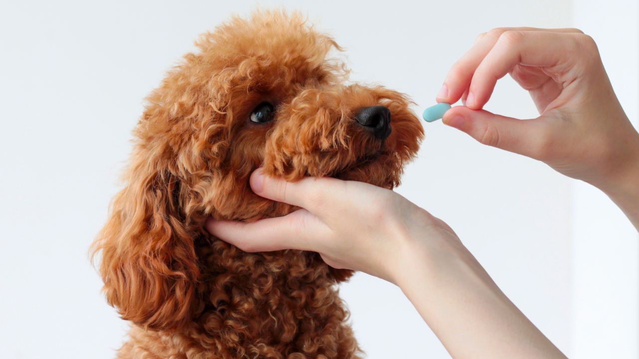 Posso dar calmante para cachorro? Entenda os riscos para o pet