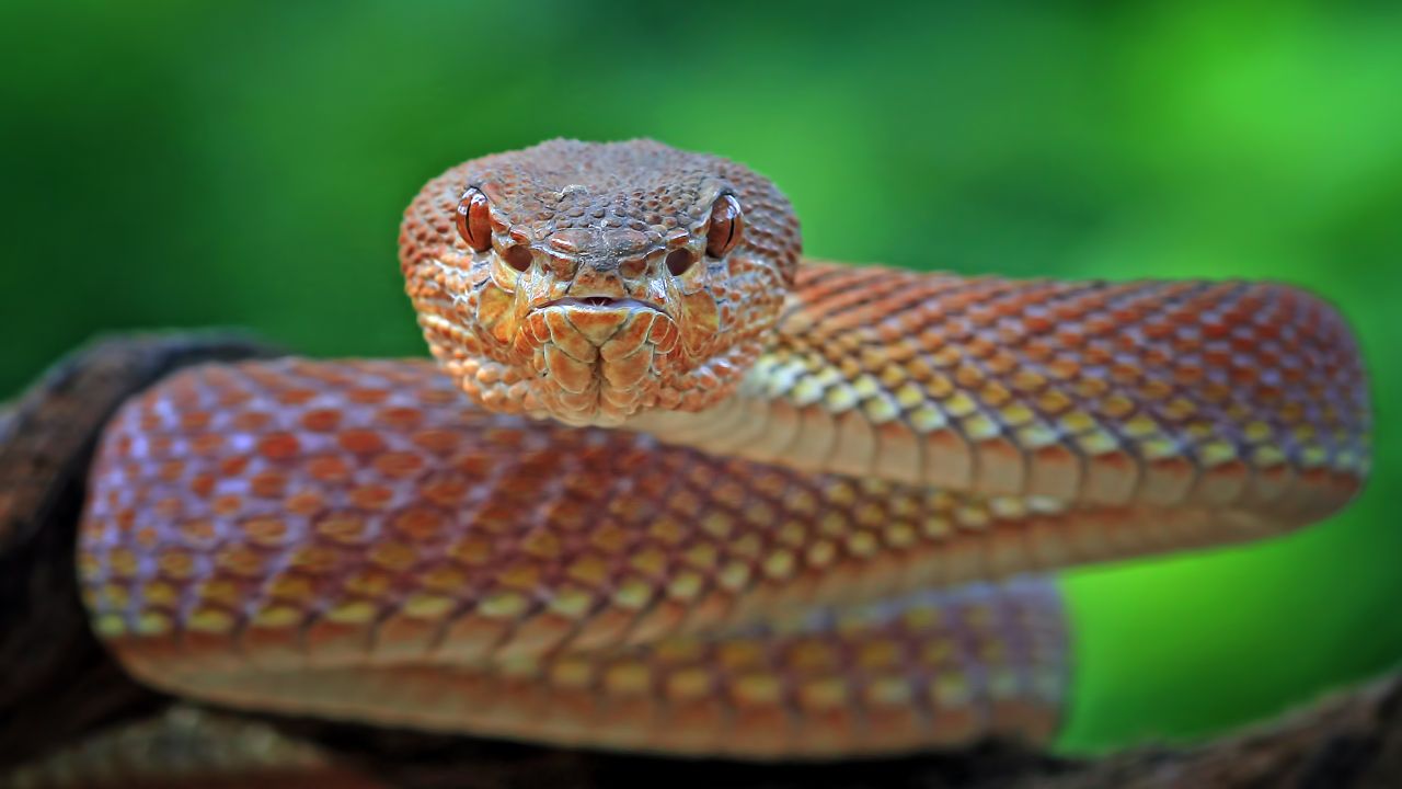 Sonhar com cobra pode ter vários significados