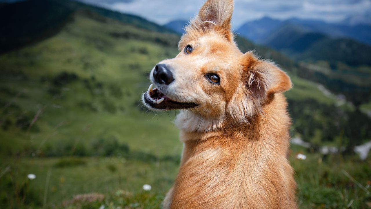 Saiba o que sonhar com cachorro significa