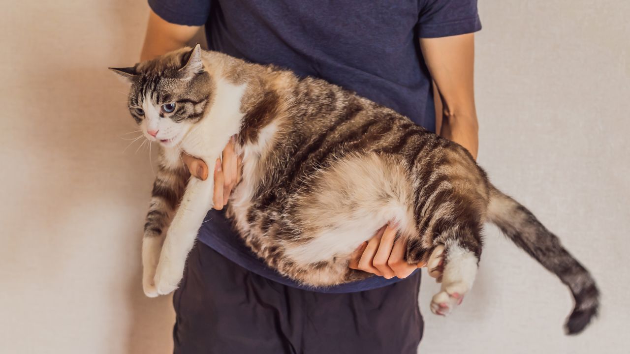 Obesidade em pets é perigosa e precisa de cuidados