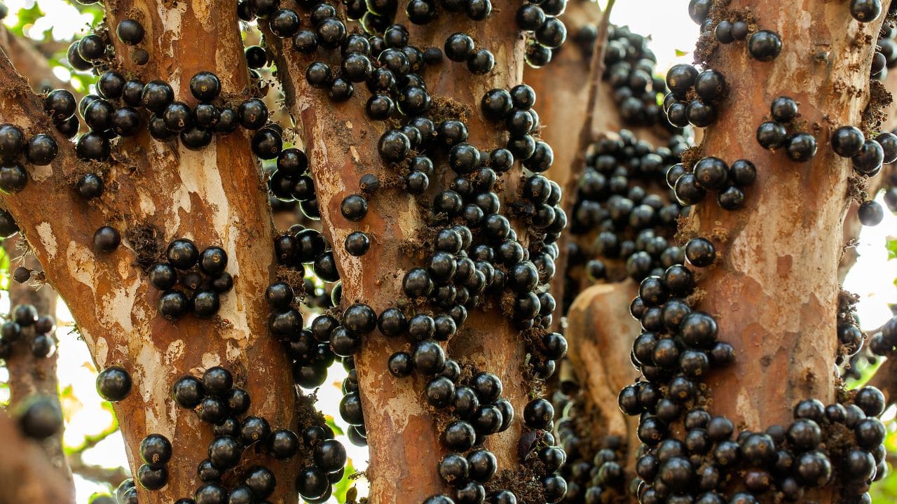 A jabuticaba entrou em lista de melhores frutas do mundo