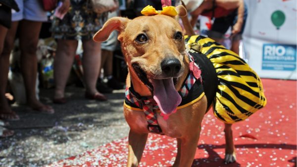 Sempre se atente a esses cuidados antes de levar seus pets no Carnaval