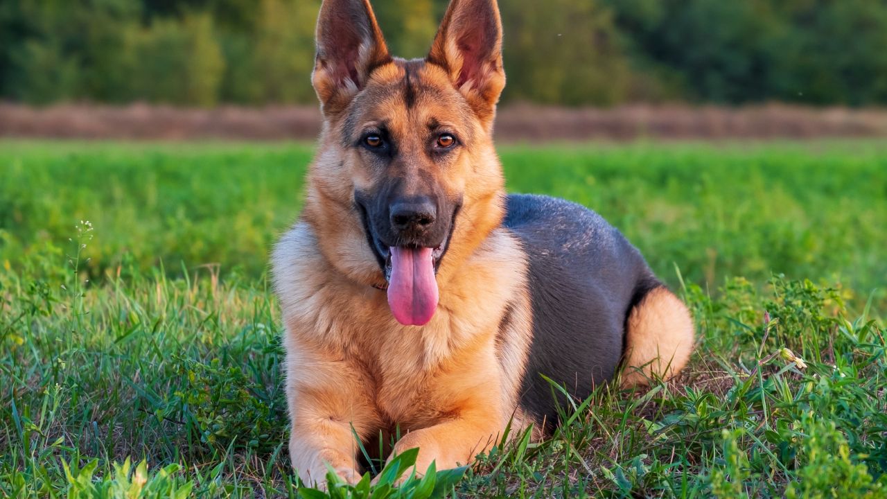 Descubra quais as raças de cachorro mais inteligentes