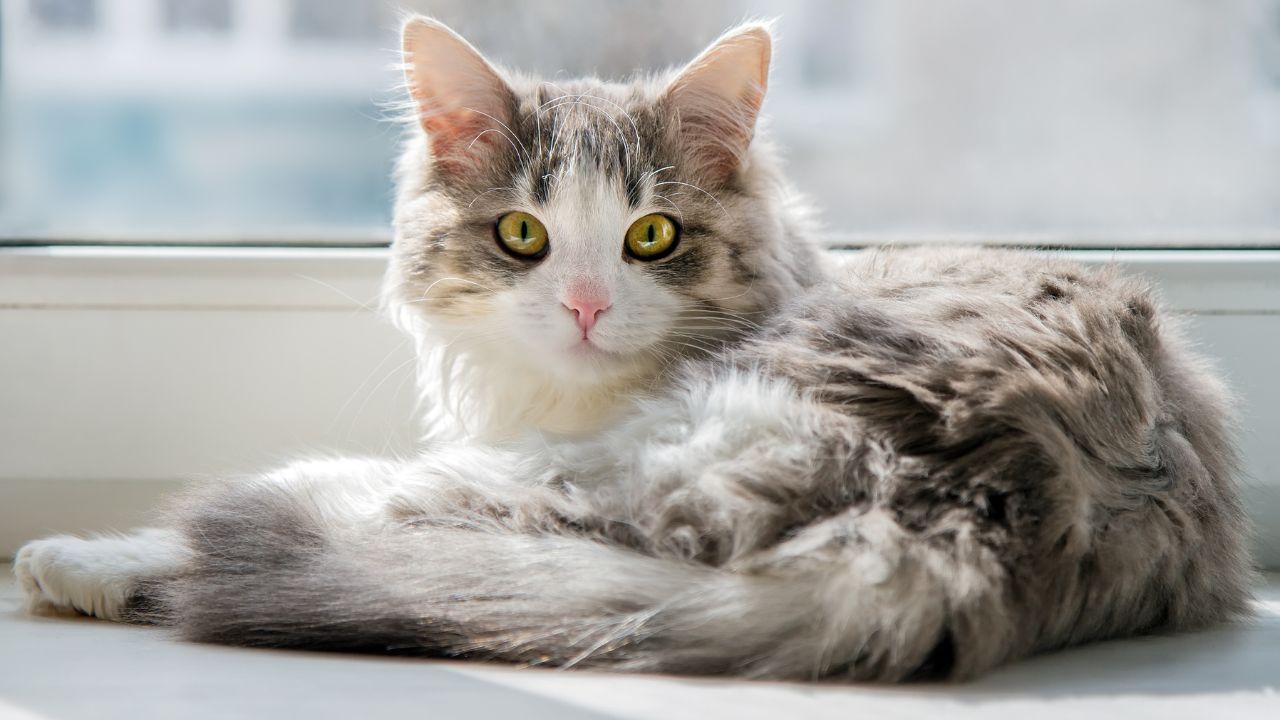 Adestrador explica a forma correta de educar o gato filhote para garantir o desenvolvimento saudável e feliz do animal