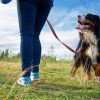 Saiba quais cães precisam usar coleira