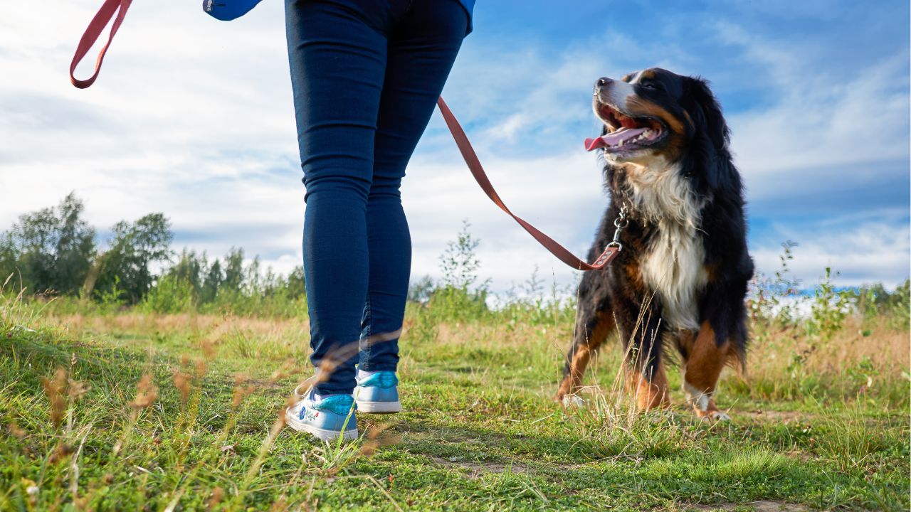 Saiba quais cães precisam usar coleira